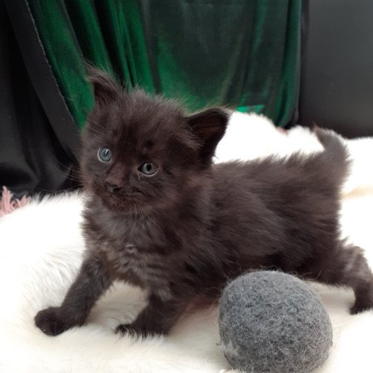 Amos Mâle Maine coon