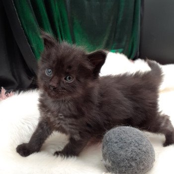 chaton Maine coon black Amos La Chatterie des targuizier's chaton Maine coon black Amos La Chatterie des targuizier's
