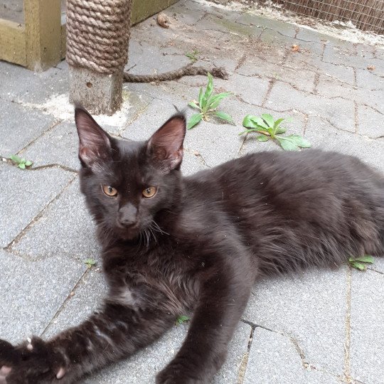 chaton Maine coon black Amos La Chatterie des targuizier's