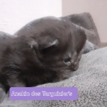 chaton Maine coon black smoke Anakin La Chatterie des targuizier's chaton Maine coon black smoke Anakin La Chatterie des targuizier's