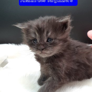 chaton Maine coon black smoke Anakin La Chatterie des targuizier's chaton Maine coon black smoke Anakin La Chatterie des targuizier's