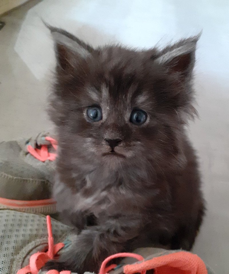 Anakin Mâle Maine coon