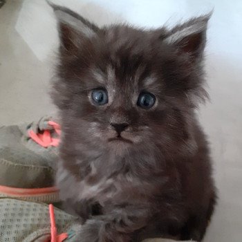 chaton Maine coon black smoke Anakin La Chatterie des targuizier's chaton Maine coon black smoke Anakin La Chatterie des targuizier's