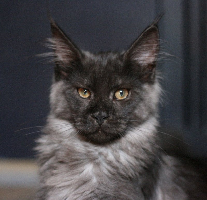 Anakin Mâle Maine coon