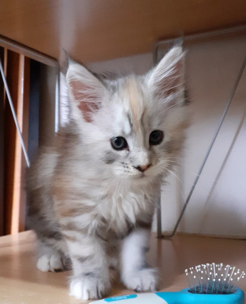 Angie Femelle Maine coon
