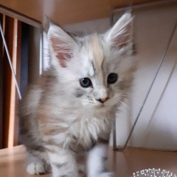 chaton Maine coon black tortie silver tabby Angie La Chatterie des targuizier's chaton Maine coon black tortie silver tabby Angie La Chatterie des targuizier's