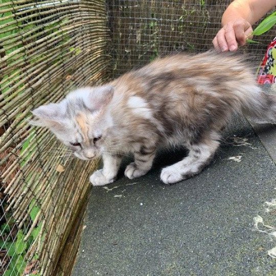 chaton Maine coon black tortie silver tabby Angie La Chatterie des targuizier's
