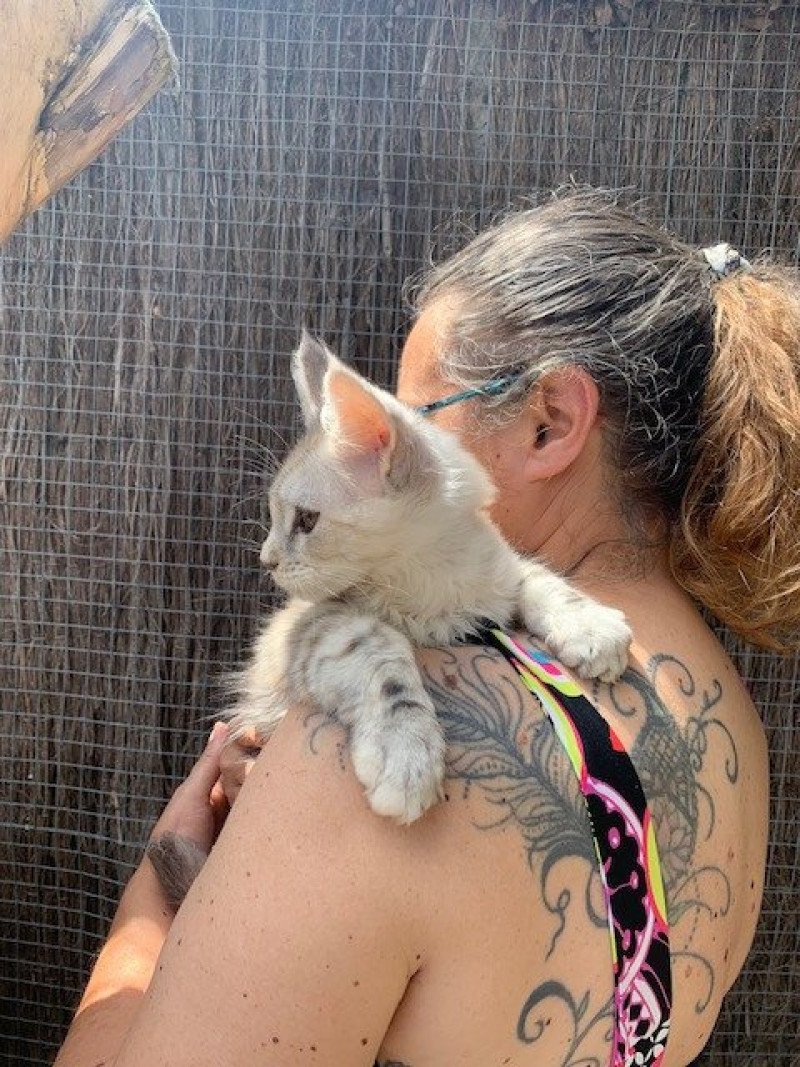 Angie Femelle Maine coon