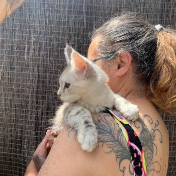 chaton Maine coon black tortie silver tabby Angie La Chatterie des targuizier's