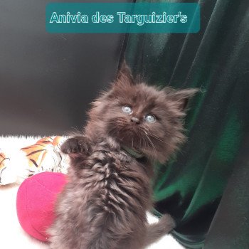 chaton Maine coon black Anivia La Chatterie des targuizier's