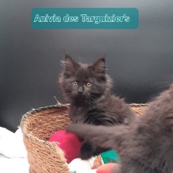 chaton Maine coon black Anivia La Chatterie des targuizier's