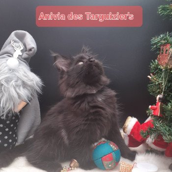 chaton Maine coon black Anivia La Chatterie des targuizier's