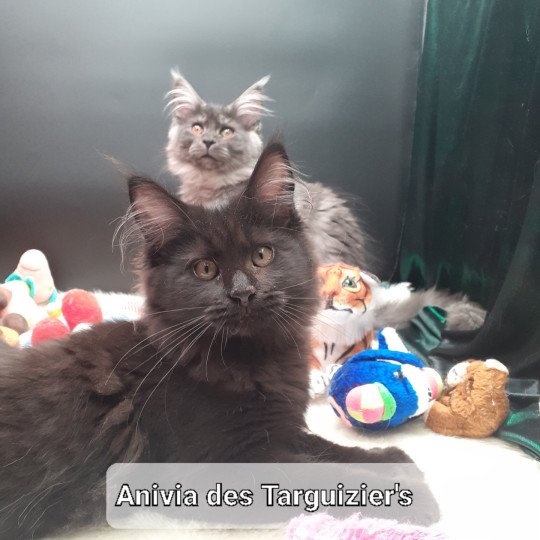 chaton Maine coon black Anivia La Chatterie des targuizier's