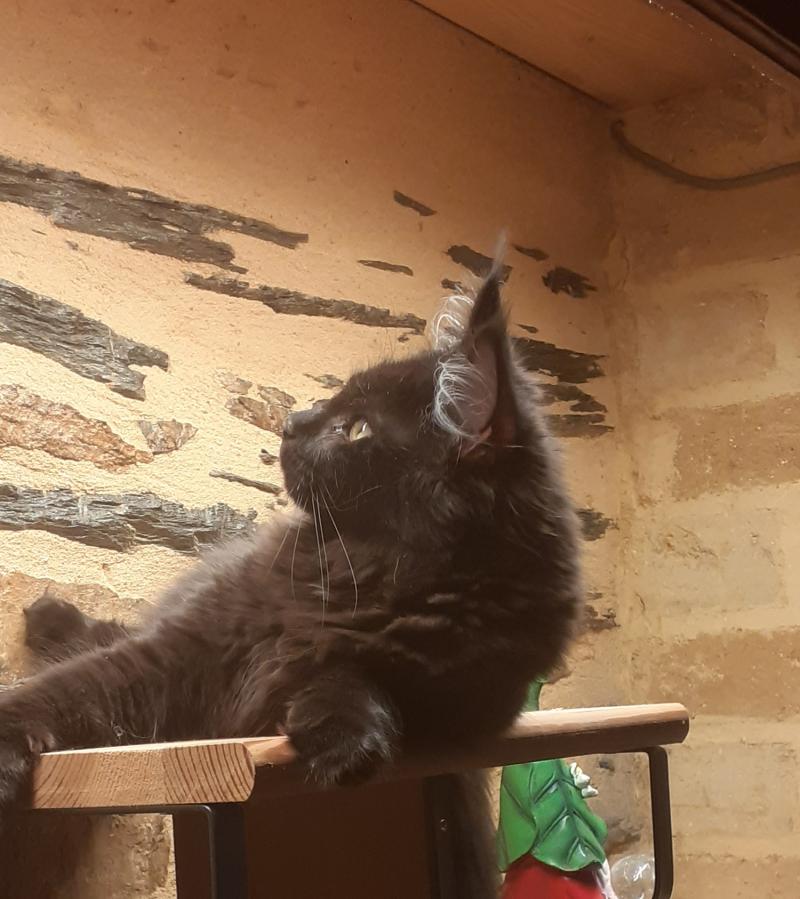 Anivia Femelle Maine coon