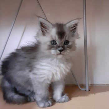 chaton Maine coon black smoke Anouk La Chatterie des targuizier's chaton Maine coon black smoke Anouk La Chatterie des targuizier's