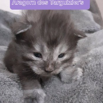chaton Maine coon black smoke Aragorn La Chatterie des targuizier's chaton Maine coon black smoke Aragorn La Chatterie des targuizier's