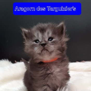 chaton Maine coon black smoke Aragorn La Chatterie des targuizier's chaton Maine coon black smoke Aragorn La Chatterie des targuizier's