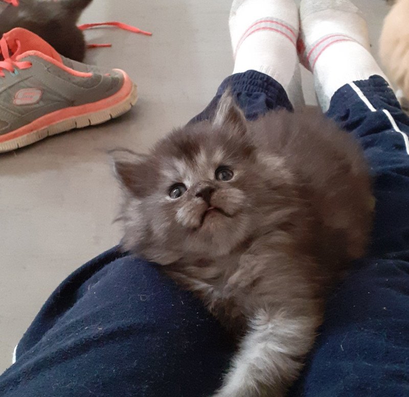 Aragorn Mâle Maine coon