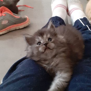 chaton Maine coon black smoke Aragorn La Chatterie des targuizier's chaton Maine coon black smoke Aragorn La Chatterie des targuizier's