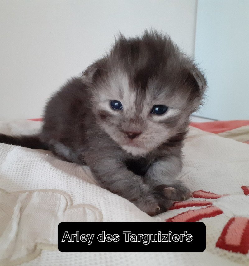 Arley Mâle Maine coon