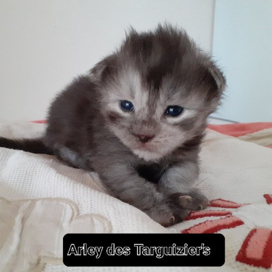 chaton Maine coon black smoke Arley La Chatterie des targuizier's