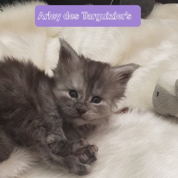 chaton Maine coon black smoke Arley La Chatterie des targuizier's chaton Maine coon black smoke Arley La Chatterie des targuizier's