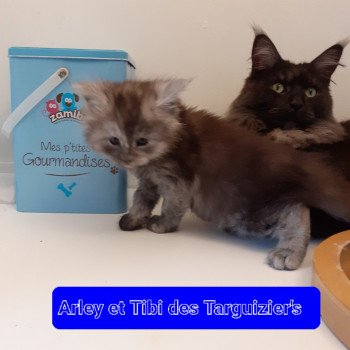 chaton Maine coon black smoke Arley La Chatterie des targuizier's chaton Maine coon black smoke Arley La Chatterie des targuizier's