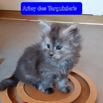 chaton Maine coon black smoke Arley La Chatterie des targuizier's chaton Maine coon black smoke Arley La Chatterie des targuizier's