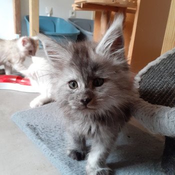 chaton Maine coon black smoke Arley La Chatterie des targuizier's chaton Maine coon black smoke Arley La Chatterie des targuizier's