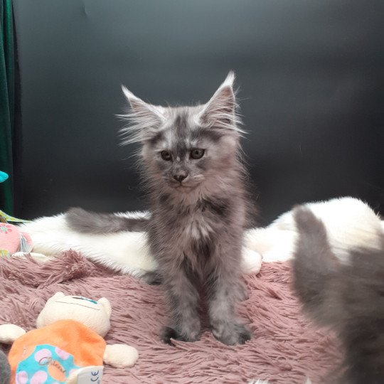 Arley Mâle Maine coon