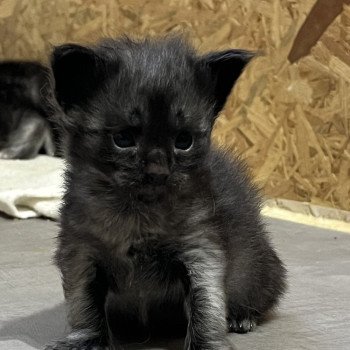 chaton Maine coon black Arry La Chatterie des targuizier's chaton Maine coon black Arry La Chatterie des targuizier's