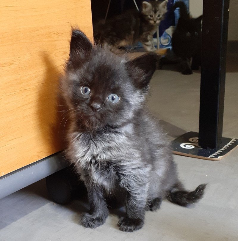 Arry Mâle Maine coon
