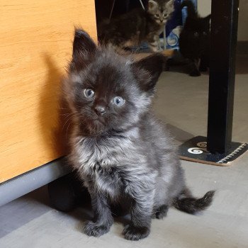 chaton Maine coon black Arry La Chatterie des targuizier's chaton Maine coon black Arry La Chatterie des targuizier's