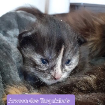 chaton Maine coon black smoke Arween La Chatterie des targuizier's chaton Maine coon black smoke Arween La Chatterie des targuizier's