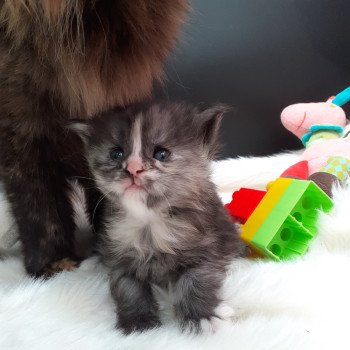chaton Maine coon black smoke Arween La Chatterie des targuizier's chaton Maine coon black smoke Arween La Chatterie des targuizier's
