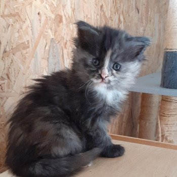chaton Maine coon black smoke Arween La Chatterie des targuizier's chaton Maine coon black smoke Arween La Chatterie des targuizier's