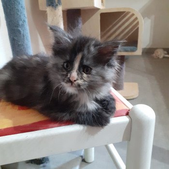 chaton Maine coon black tortie smoke Arween La Chatterie des targuizier's chaton Maine coon black tortie smoke Arween La Chatterie des targuizier's