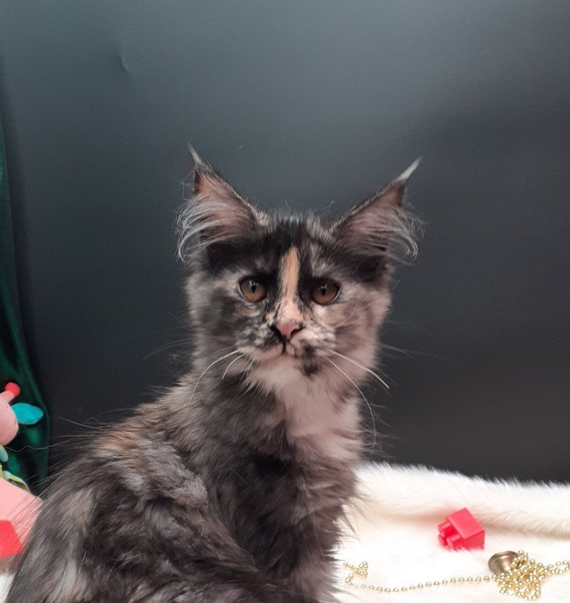 Arween Femelle Maine coon