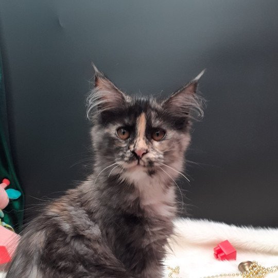 Arween Femelle Maine coon