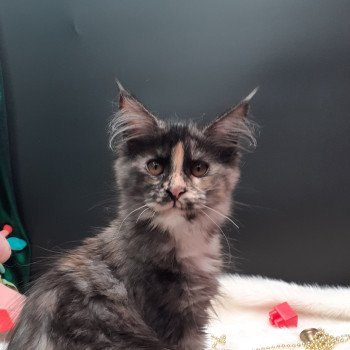 chaton Maine coon black tortie smoke Arween La Chatterie des targuizier's