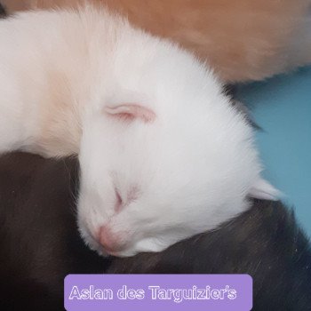chaton Maine coon cream Aslan La Chatterie des targuizier's chaton Maine coon cream Aslan La Chatterie des targuizier's