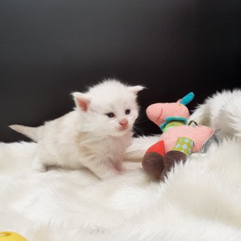 chaton Maine coon cream Aslan La Chatterie des targuizier's chaton Maine coon cream Aslan La Chatterie des targuizier's