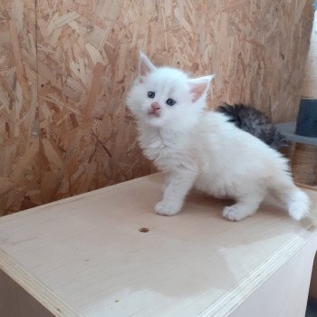 chaton Maine coon cream Aslan La Chatterie des targuizier's chaton Maine coon cream Aslan La Chatterie des targuizier's
