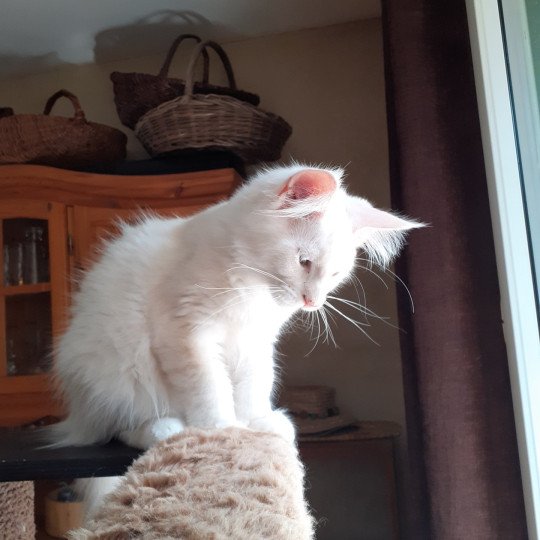 chaton Maine coon cream Aslan La Chatterie des targuizier's