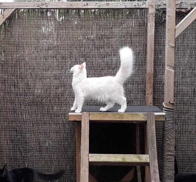 Aslan Mâle Maine coon