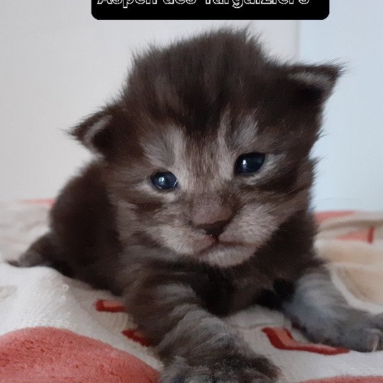 chaton Maine coon black smoke Aspen La Chatterie des targuizier's