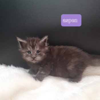 chaton Maine coon black smoke Aspen La Chatterie des targuizier's chaton Maine coon black smoke Aspen La Chatterie des targuizier's