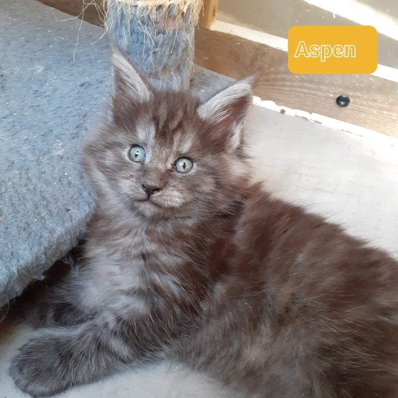 Aspen Mâle Maine coon