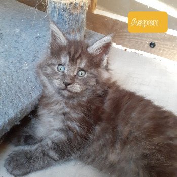 chaton Maine coon black smoke Aspen La Chatterie des targuizier's chaton Maine coon black smoke Aspen La Chatterie des targuizier's