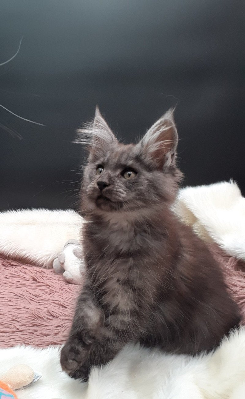 Aspen Mâle Maine coon